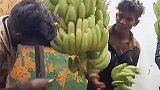花式割香蕉，手速太快了