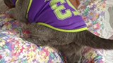 不是东北虎是湖北虎！猫 萌宠