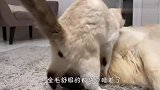 猫咪给金毛按摩，狗子舒服的都要睡着了，场面萌翻了