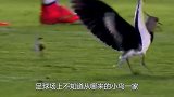 运动场上出现的嚣张小动物，运动员们对它们也无可奈何