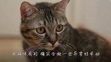 这只猫咪误以为自己是“人”，做出的反常举动，把主人都吓到了！