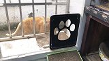 橘猫有三好：花心、撒娇、吃不饱！