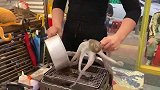 在街边看到的火烤鱿鱼，第一次见这样的做法，网友太残忍了