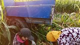 山东德州开始秋收了，离婚不离家儿媳下地掰玉米，网友：真能干