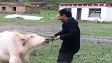 扎小辫子的大叔驯羊真有一套，徒手骑公羊没掉下来，大叔真厉害