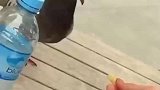 鸽子的欲擒故纵之术，真的是人为财死，鸟为食亡