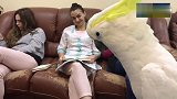 主人一直逗鹦鹉，鹦鹉直接不干了，主人瞬间悲剧了