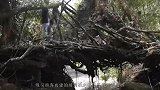 世界上最廉价的桥梁没有钢筋没有混凝土，树根一绕能用500年