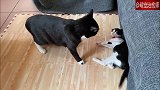 猫咪总招惹同伴的尾巴，最后把它惹火了：说对不起就完了？