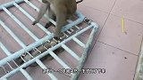 小猴子正在嬉戏，下一秒意外发生，一旁的铁门哐当砸下！