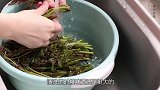 教你在家做香椿炒蛋，简单的菜吃出春天的味道，香喷喷还下饭