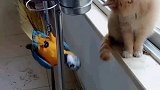 猫：别烦我，我才没空搭理你！