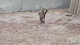 猫咪在院子玩雪的样子太和谐了吧