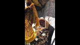 萌狮大赏 新采下来的一大块蜂巢，金黄的颜色真诱人！