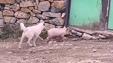 牛：你比我还牛呢