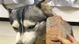 哈士奇：我才不要吃药，算你狠拿个砖头威胁我