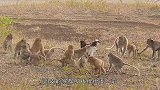 猴子逮住一只蟾蜍，直接将其当成了玩物，网友：真是太惨了