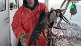 外国渔民捞到一只怀孕的大龙虾，就算再大，也要将其放生