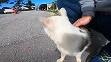 公园遇见一只不怕人的流浪猫，想怎么撸都行，太可爱了