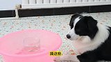 边牧和德牧为了吃到水里的火腿肠，合起伙来喝光水，对得起智商吗