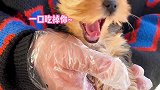 我以后是不是要少说点段子，多说点狗狗相关的