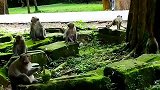 三只猴王在一起，要干什么呢？