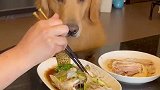 有爱心的狗狗，拯救小鱼