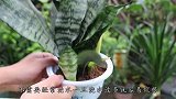 虎皮兰烂根不用慌，擦点“灰”立马恢复生机
