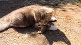 厉害了啊：美貌与才华兼备的小猫咪