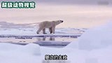 北极熊抓海豹接二连三失败，还不小心掉入水中，它到底能不能成功