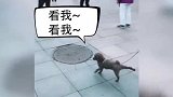 狗都会了，我还不会~