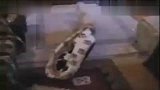 [搞笑]醉猫斗狗第一集（恶搞）