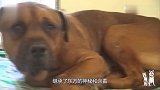 东方斗犬之王土佐犬发现被主人抛弃，整日以泪洗面