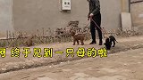 狗狗回农村，泰迪见到母狗拉不住，黑狼看见吃的拦不住，热闹极了