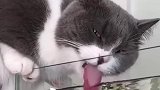 猫咪蹲在鱼缸旁，不停舔着水里的小鱼，猫咪：随机抽取幸运观众！