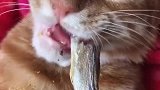 猫：快端杯水来，不然被噎住了！