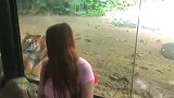 河南女友去动物园坐在老虎面前，不知道它怕不怕我家的母老虎