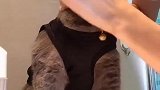 猫：你松开我，我自己会刷牙！