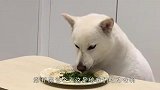 柴犬第一次吃香菜，反应太好玩了，看一次笑一次