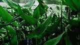 做一个简单的人，踏实而务实。不沉溺幻想，更不庸人自扰。
