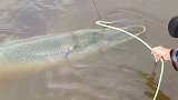 套到这么大一条鱼，淡水鱼应该没有比它还能打的吧