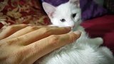 看这猫咪可爱的小眼神,真是太可爱了吧,真羡慕这家主人!