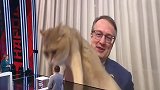 乌克兰：一官员接受视频采访时猫咪出镜，在镜头前扫尾逗乐众人