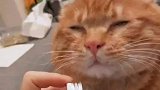 主人第一次给猫咪买猫薄荷