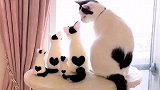来了个别家小猫咪。