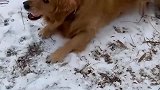南方金毛第一次见雪，躺在雪地上打滚玩得不亦乐乎