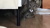 萌宠猫咪：大猫：瞅啥瞅，没见过沙包大的爪子吗