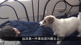 狗狗到底有多聪明会不会被嫌弃，镜头记录一天生活