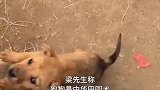 四只小奶狗疯狂转圈神似大风车看懵主人