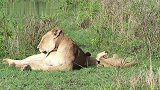 狮子幼崽和母狮妈妈的闲暇时光：在草地上无忧无虑的玩耍